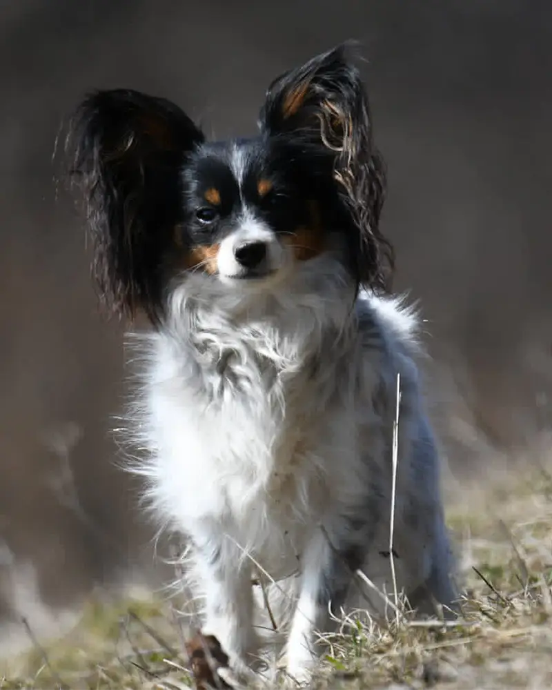 Papillon Beky