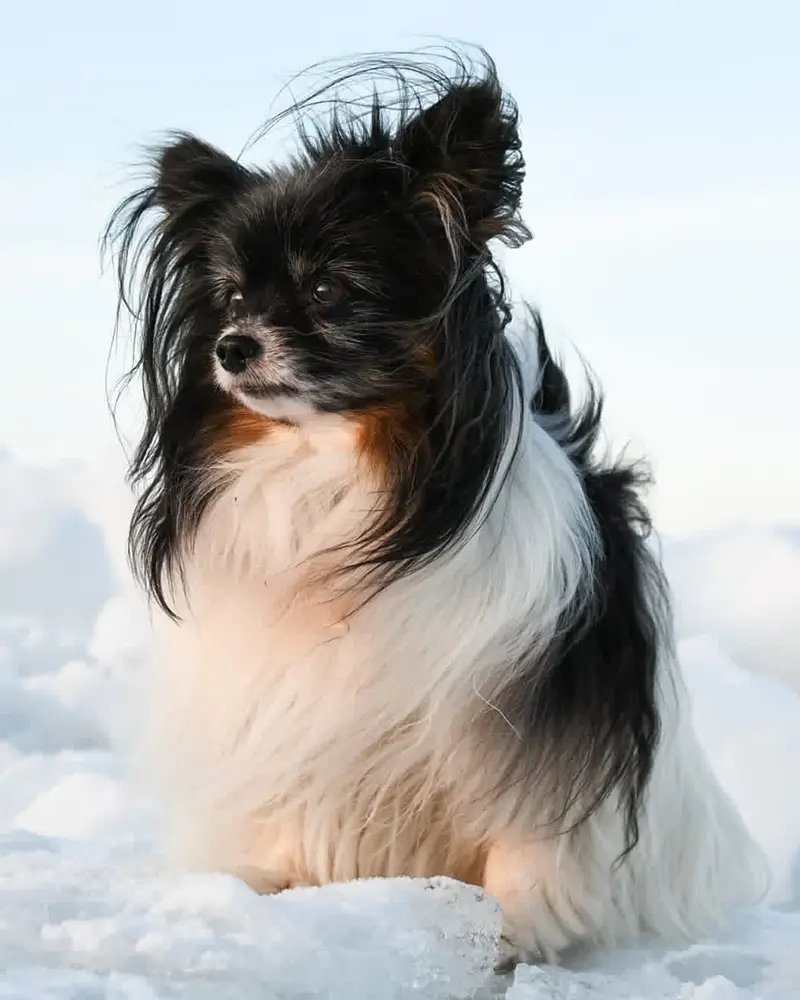Papillon Dinka