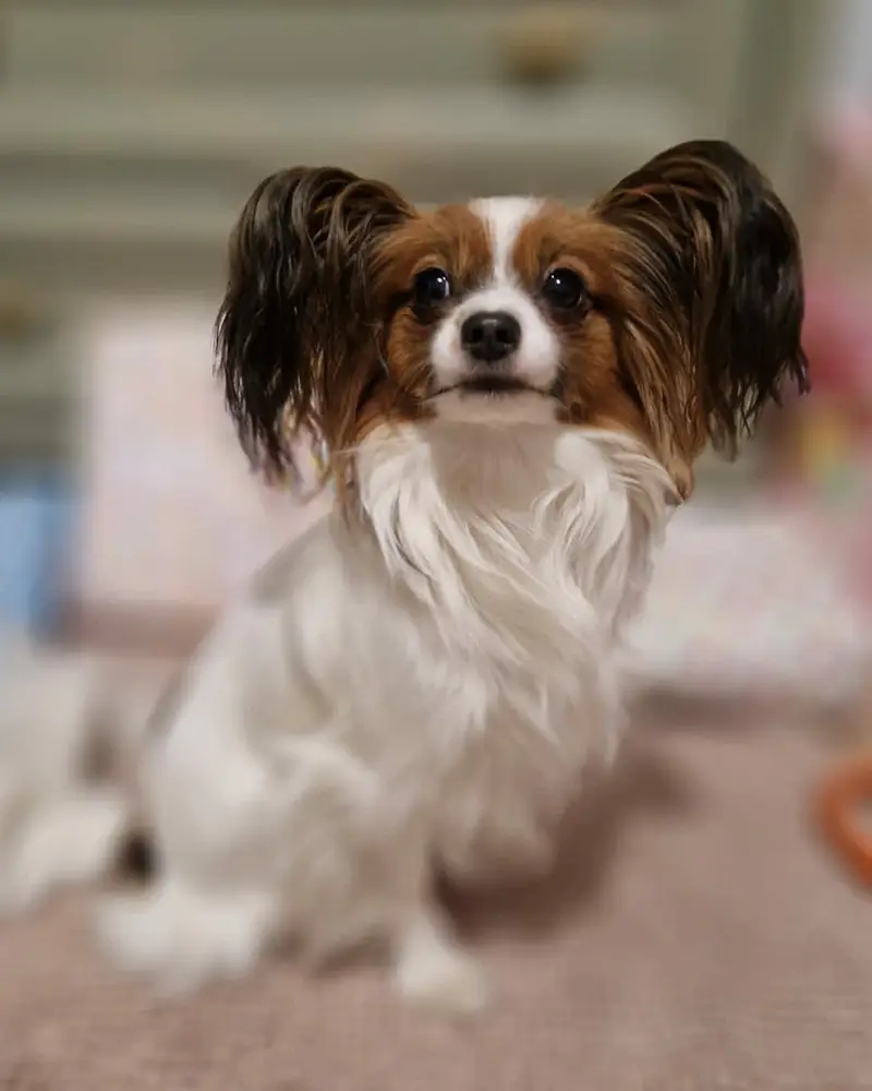 Papillon Kairy